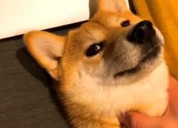 狗狗配对视频,配对视频中的温馨瞬间