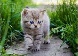 娱乐吃瓜酱猫条,揭秘娱乐圈那些不为人知的幕后故事